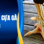 Cách Xem Cựa Gà - Bí Kíp Nhìn Thấu Vũ Khí Của Chiến Kê 1 Cách Xem Cựa Gà - Bí Kíp Nhìn Thấu Vũ Khí Của Chiến Kê