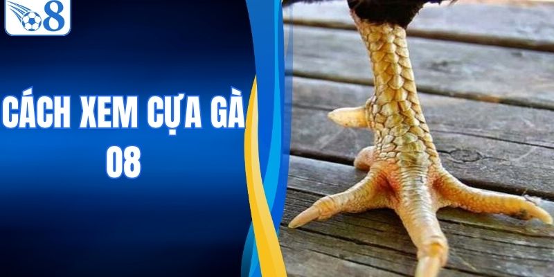 Cách Xem Cựa Gà - Bí Kíp Nhìn Thấu Vũ Khí Của Chiến Kê 3 Cách Xem Cựa Gà - Bí Kíp Nhìn Thấu Vũ Khí Của Chiến Kê