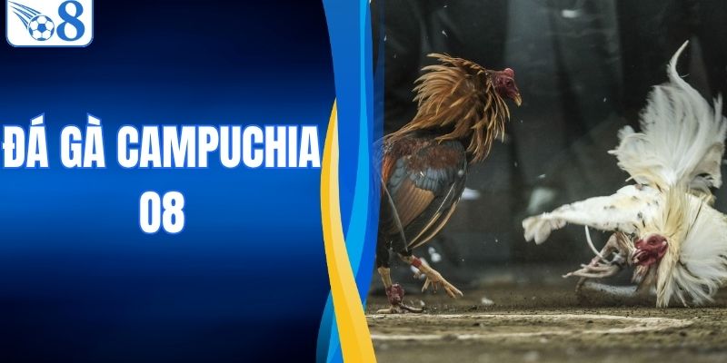 Đá Gà Campuchia - Khám Phá Sới Đấu Thần Kê Đỉnh Cao O8 2 Đá Gà Campuchia - Khám Phá Sới Đấu Thần Kê Đỉnh Cao O8