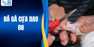 Đá Gà Cựa Dao - Đấu Trường Mãn Nhãn Kịch Tính Nhất O8