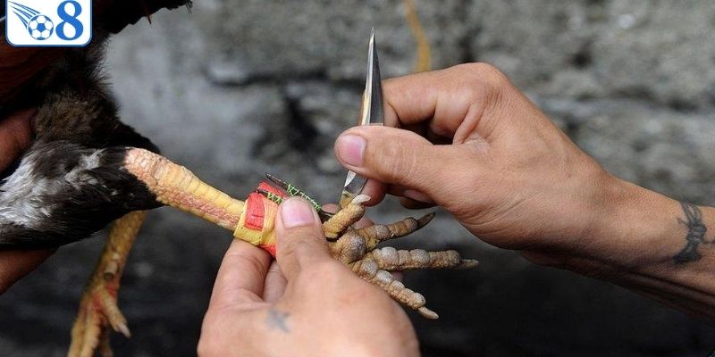 Đá Gà Cựa Dao - Đấu Trường Mãn Nhãn Kịch Tính Nhất O8 4 Giải đáp câu hỏi khi chơi chọi gà cựa dao cho hội viên