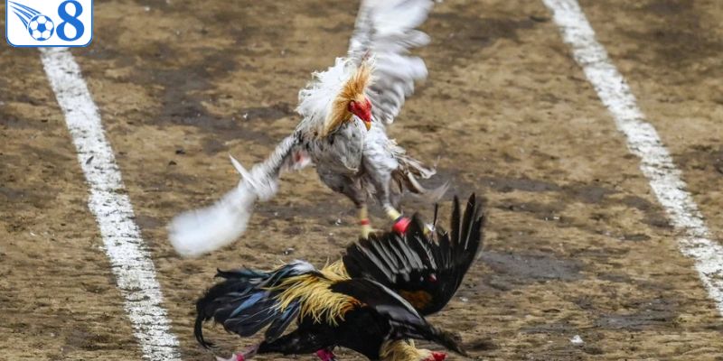 Đá Gà Cựa Dao - Đấu Trường Mãn Nhãn Kịch Tính Nhất O8 2 Thông tin cơ bản nhất về loại hình đá gà cựa dao