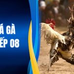 Xem Đá Gà Trực Tiếp O8 - Sảnh Đấu Đỉnh Cao Sắc Nét