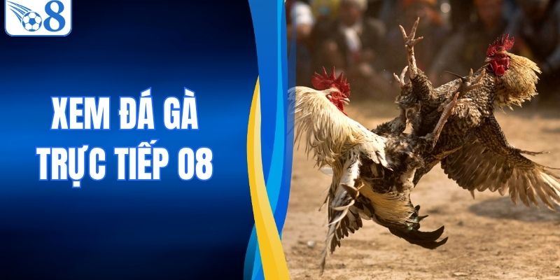 Xem Đá Gà Trực Tiếp O8 - Sảnh Đấu Đỉnh Cao Sắc Nét